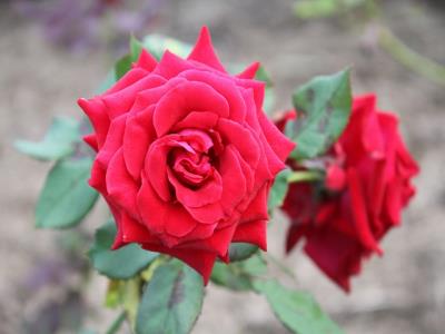 綺麗な真紅のバラ