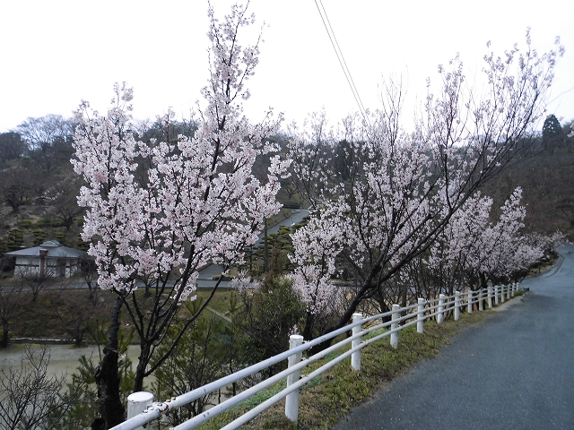 ケイオウ桜は満開