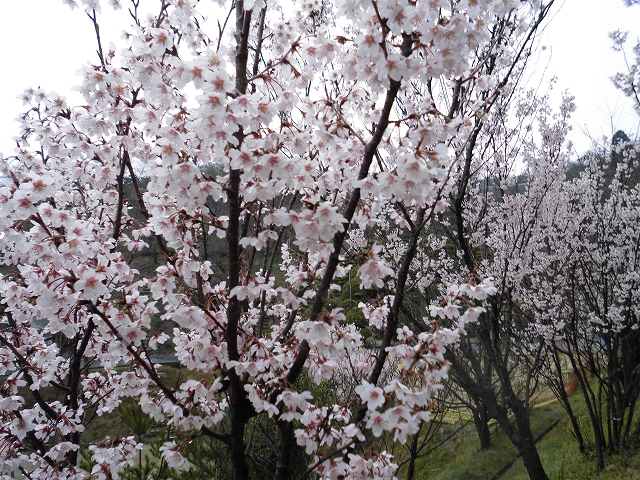 雨の中のケイオウ桜
