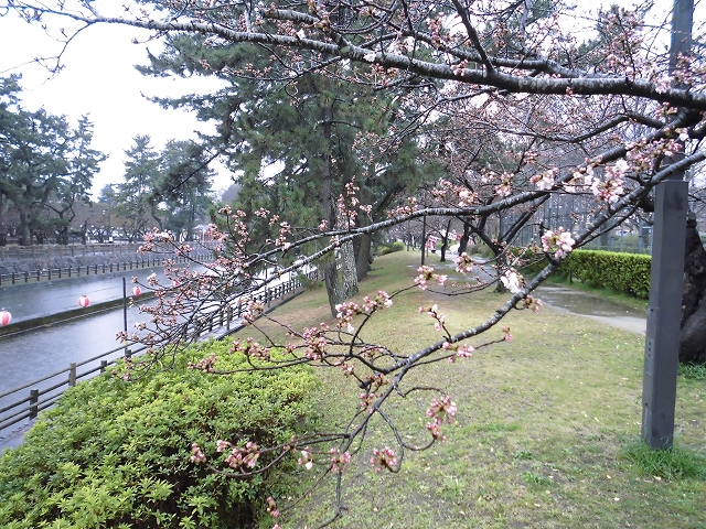 川面の桜咲き始め