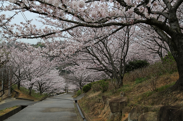 中腹の通路脇の桜並木