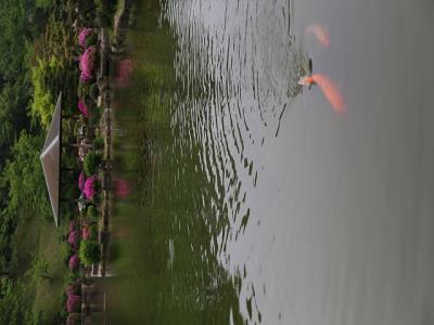 修景池の鯉