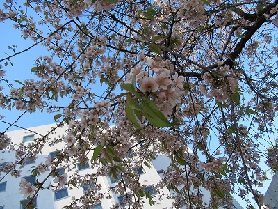 ヒマラヤザクラの花