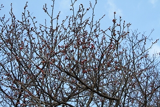 早咲きピンクの八重梅