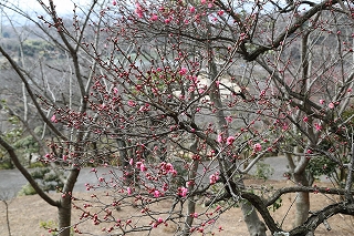 八重の梅の花