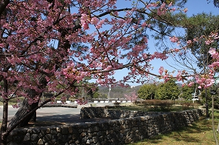 河津桜が５分咲きです