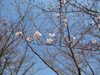 ソメイヨシノの花枝