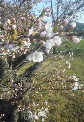 桜（開花）