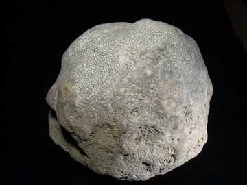 床板サンゴ化石ハリシテス