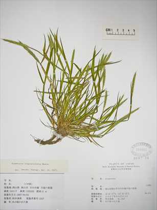 帰化植物ヒゲナガスズメノテッポウ（日本初記録の証拠標本２）