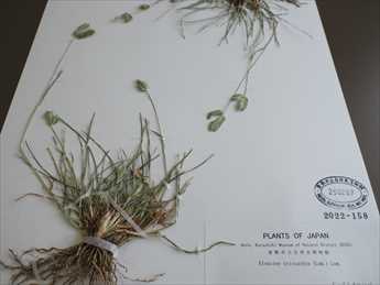 観察会で見つかった帰化植物ズングリオヒシバの標本（全体の画像）