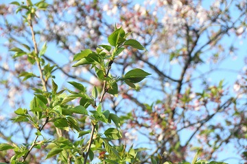 2023年4月9日起点の桜