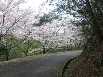 ソメイヨシノと山桜が織りなす花の道の写真