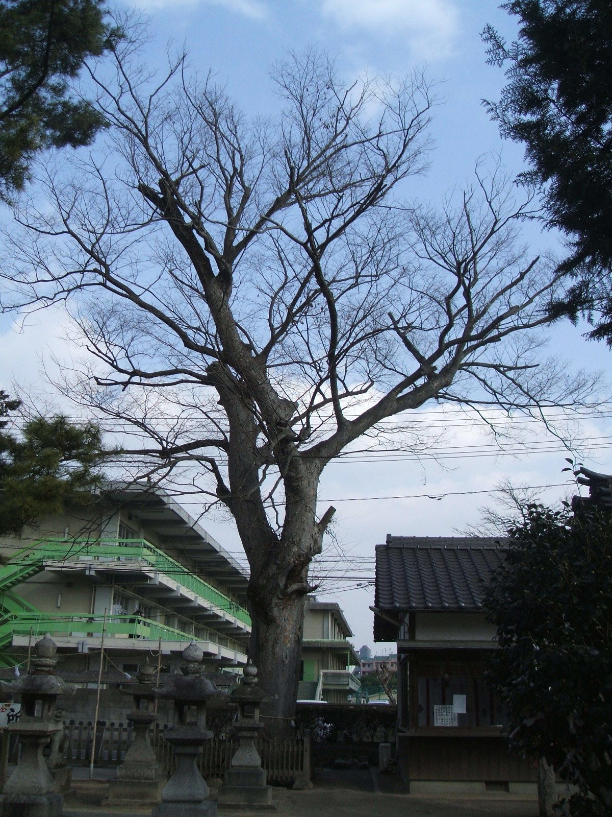写真：春日神社のケヤキ