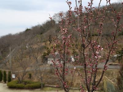 早咲きの啓翁桜