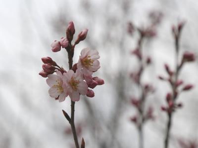 早咲きの啓翁桜の拡大写真