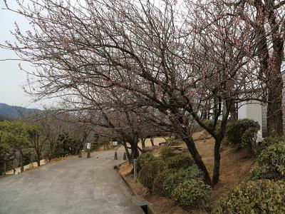 公園管理事務所前の寒桜