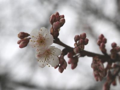 公園管理事務所前の寒桜の拡大写真