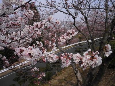 梅園上の駐車場から見下した鮮やかな桜