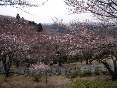 公園管理事務所南面の桜