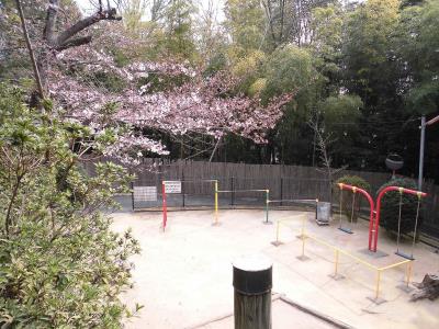 東北側の遊具広場の桜