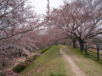 配水池東土手の上の段の桜