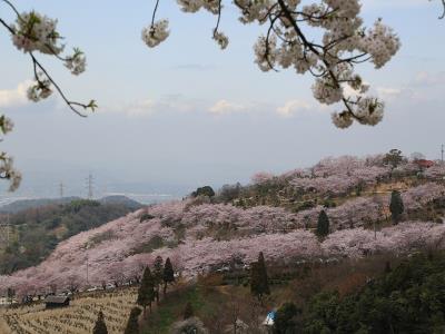 園地の東側からの満開の桜