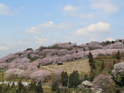 真弓池西道路からの満開の桜