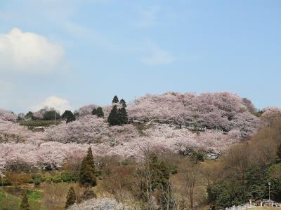 真弓池西道路からの満開の桜２