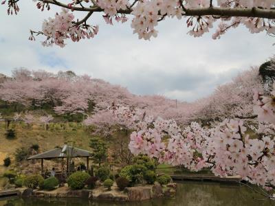 修景池付近の桜と池・東屋・斜面の桜２