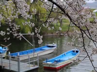 川船と桜のコントラスト
