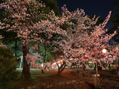 照明の種類で赤や白に染まる桜の花