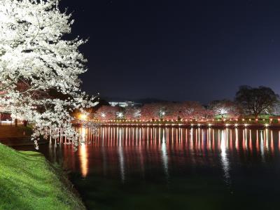 川面に映る照明と桜