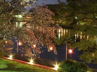 明かりと池と桜