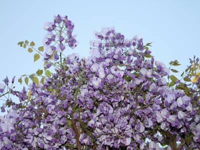 青紫の花も房が短めですが咲いています