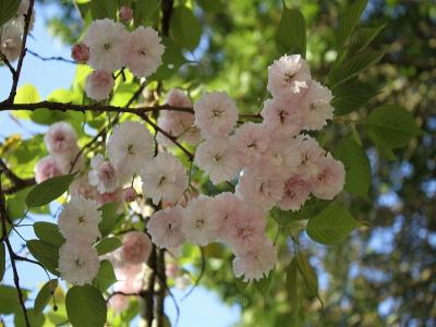 淡いピンクの八重桜