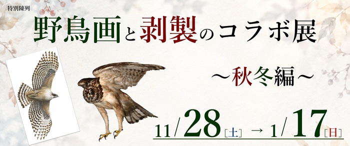 特別陳列「野鳥画と剥製のコラボ展~秋冬編~」