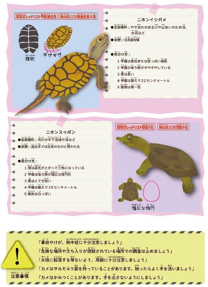 写真：高梁川流域生き物調査2023　ニホンイシガメとニホンスッポンの見分け方