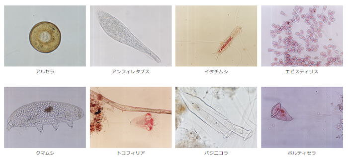 写真：8種類の微生物