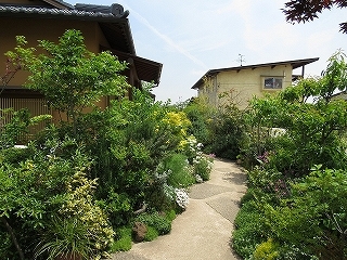 写真：通路の花木