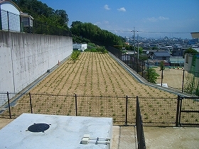 写真：植栽直後2