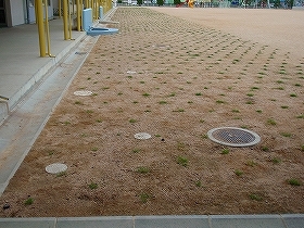 写真：植栽後2