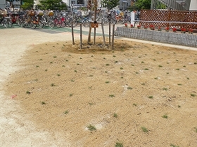 写真：植栽直後1