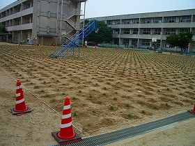 写真：植栽直後2