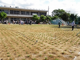 写真：植栽直後1