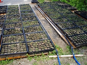写真：種蒔後2週間