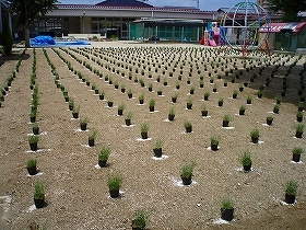 写真：植栽風景2