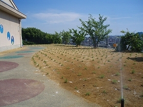 写真：植栽直後2