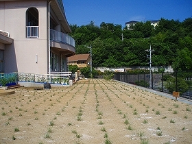 写真：植栽直後1