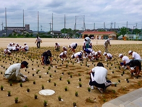 写真：植栽風景4